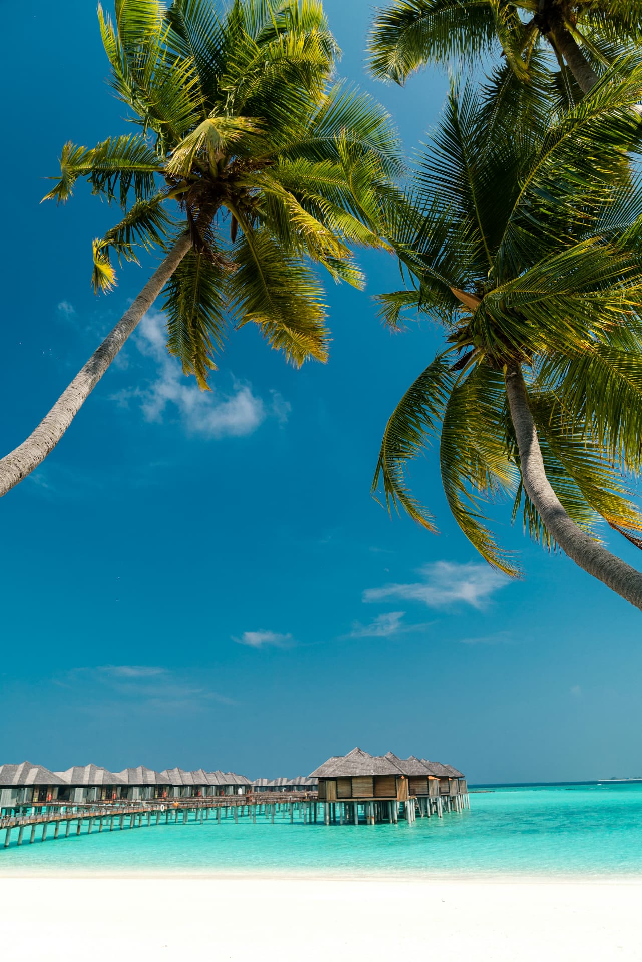 Tropical lagoon with palm trees and overwater villas